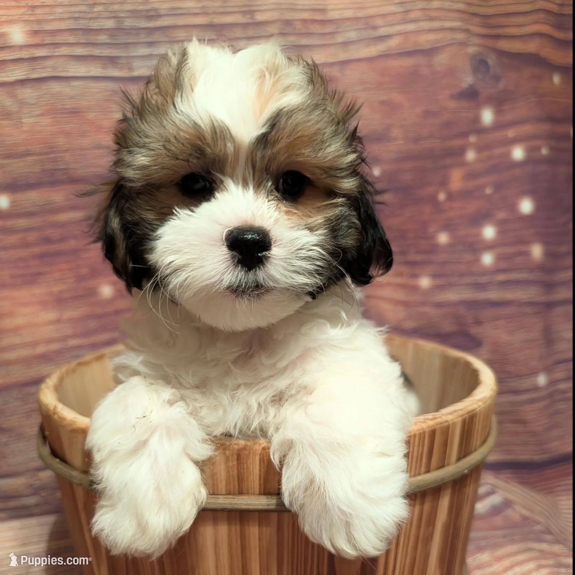 Prosper  – Shih Tzu puppy for sale in Mesa, AZ