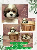 Prosper , a male Shih Tzu for sale in Mesa, AZ – Photo 2 of 6