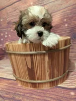 Prosper , a male Shih Tzu for sale in Mesa, AZ – Photo 3 of 6