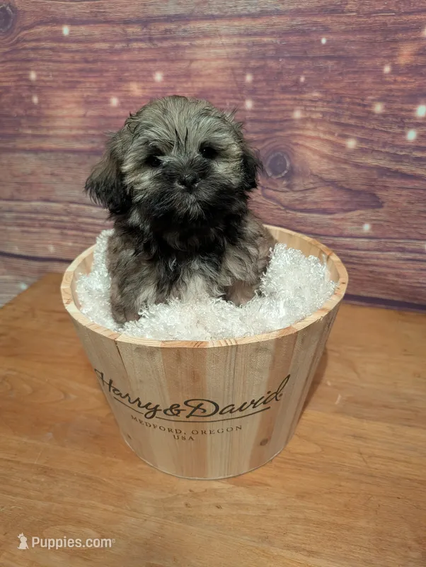 Sugar – Maltipoo, Shih Tzu puppy for sale in Mesa, AZ
