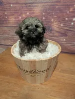 Sugar, a female Maltipoo and Shih Tzu for sale in Mesa, AZ – 1 of 4