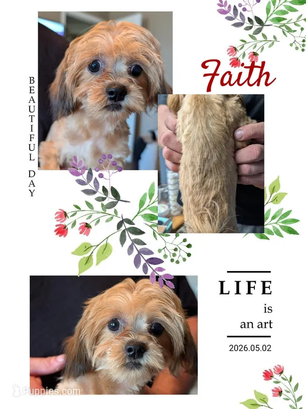Faith – Maltipoo, Shih Tzu puppy for sale in Mesa, AZ