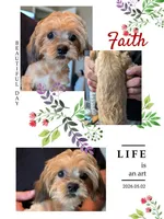 Faith, a female Maltipoo and Shih Tzu for sale in Mesa, AZ – 1 of 6