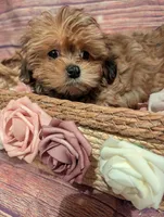 Faith, a female Shih Tzu for sale in Mesa, AZ – Photo 3 of 5