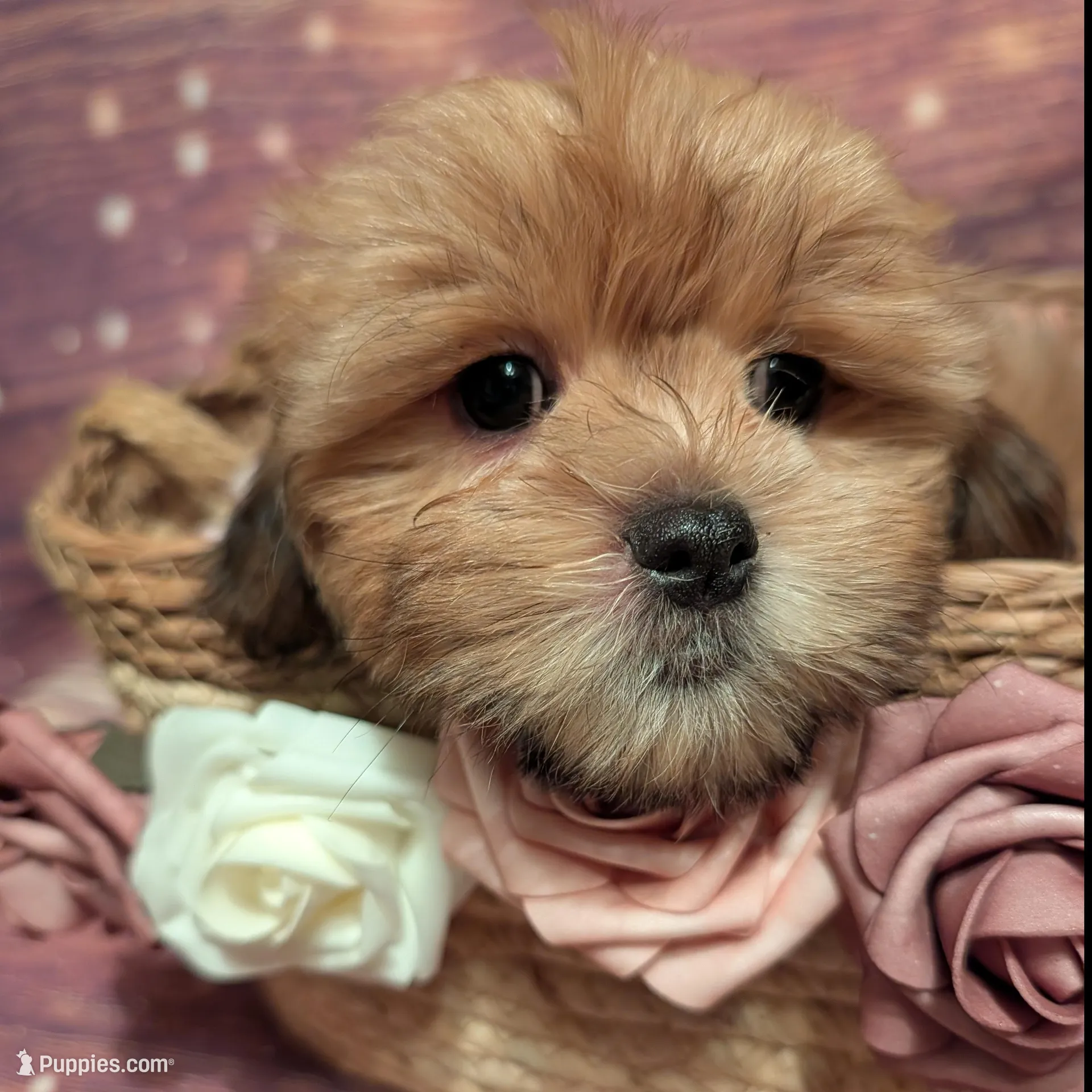 Faith – Shih Tzu puppy for sale in Mesa, AZ