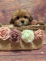 Faith, a female Shih Tzu for sale in Mesa, AZ – Photo 5 of 5