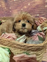 Faith, a female Shih Tzu for sale in Mesa, AZ – Photo 2 of 5