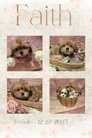 Faith, a female Shih Tzu for sale in Mesa, AZ – Photo 4 of 5