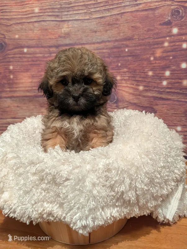 Spice – Maltipoo, Shih Tzu puppy for sale in Mesa, AZ