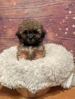 Spice, a male Maltipoo and Shih Tzu for sale in Mesa, AZ – 1 of 7