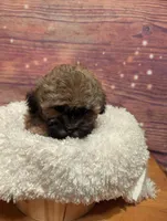 Spice, a male Maltipoo and Shih Tzu for sale in Mesa, AZ – 3 of 7