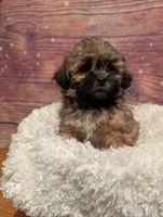 Spice, a male Maltipoo and Shih Tzu for sale in Mesa, AZ – 4 of 7