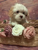 Charity, a female Shih Tzu for sale in Mesa, AZ – Photo 2 of 6