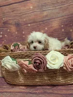 Charity, a female Shih Tzu for sale in Mesa, AZ – Photo 1 of 6