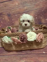 Charity, a female Shih Tzu for sale in Mesa, AZ – Photo 5 of 6