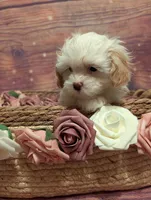 Charity, a female Shih Tzu for sale in Mesa, AZ – Photo 3 of 6