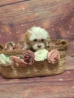 Charity, a female Shih Tzu for sale in Mesa, AZ – Photo 4 of 6