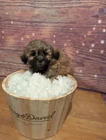 Spice, a male Maltipoo and Shih Tzu for sale in Mesa, AZ – 7 of 7