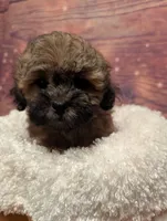 Spice, a male Maltipoo and Shih Tzu for sale in Mesa, AZ – 2 of 7