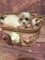 Grace, a male Shih Tzu for sale in Mesa, AZ – Photo 5 of 5