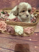 Grace, a male Shih Tzu for sale in Mesa, AZ – Photo 3 of 5