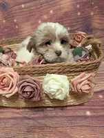 Grace, a male Shih Tzu for sale in Mesa, AZ – Photo 4 of 5