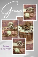 Grace, a male Shih Tzu for sale in Mesa, AZ – Photo 2 of 5