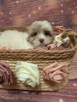 Grace, a male Shih Tzu for sale in Mesa, AZ – Photo 1 of 5