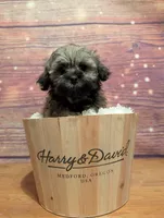 Sugar, a female Maltipoo and Shih Tzu for sale in Mesa, AZ – 4 of 4