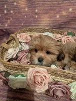 Hope, a female Shih Tzu for sale in Mesa, AZ – Photo 4 of 6