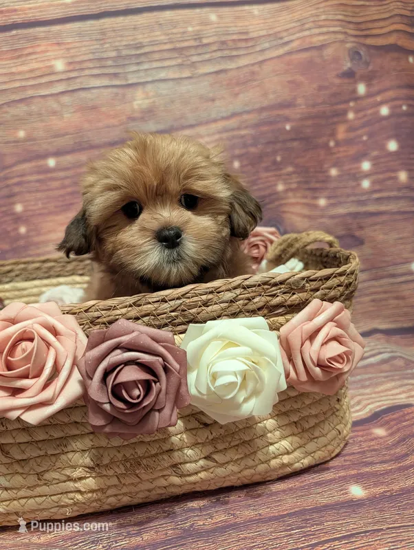 Hope – Shih Tzu puppy for sale in Mesa, AZ