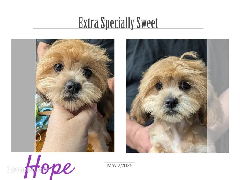 Hope – Maltipoo, Shih Tzu puppy for sale in Mesa, AZ