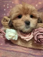 Hope, a female Shih Tzu for sale in Mesa, AZ – Photo 1 of 6