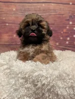 Spice, a male Maltipoo and Shih Tzu for sale in Mesa, AZ – 5 of 7
