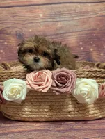 Mercy, a female Shih Tzu for sale in Mesa, AZ – Photo 2 of 5