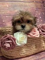 Mercy, a female Shih Tzu for sale in Mesa, AZ – Photo 4 of 5