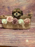 Mercy, a female Shih Tzu for sale in Mesa, AZ – Photo 3 of 5