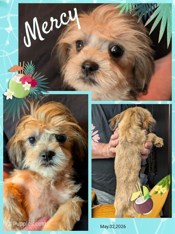 Mercy – Maltipoo, Shih Tzu puppy for sale in Mesa, AZ