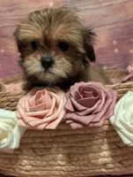 Mercy, a female Shih Tzu for sale in Mesa, AZ – Photo 1 of 5