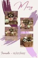 Mercy, a female Shih Tzu for sale in Mesa, AZ – Photo 5 of 5