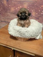 Spice, a male Maltipoo and Shih Tzu for sale in Mesa, AZ – 6 of 7