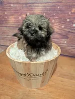 Sugar, a female Maltipoo and Shih Tzu for sale in Mesa, AZ – 3 of 4