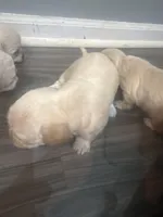 Gifted,Coco,Gucci, Princess, a male Bichpoo for sale in Sewell, NJ – Photo 3 of 6