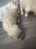 Gifted,Coco,Gucci, Princess, a male Bichpoo for sale in Sewell, NJ – Photo 2 of 6