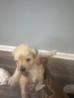 Gifted,Coco,Gucci, Princess, a male Bichpoo for sale in Sewell, NJ – Photo 6 of 6