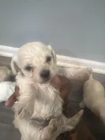 Gifted,Coco,Gucci, Princess, a male Bichpoo for sale in Sewell, NJ – Photo 5 of 6