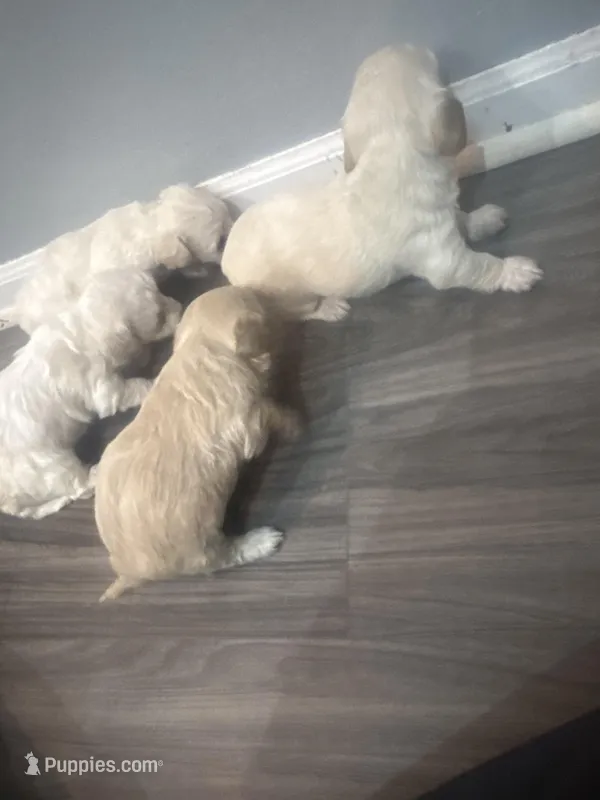 Gifted,Coco,Gucci, Princess, a male Bichpoo for sale in Sewell, NJ – Photo 1 of 6