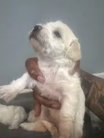 Gifted,Coco,Gucci, Princess, a male Bichpoo for sale in Sewell, NJ – Photo 4 of 6