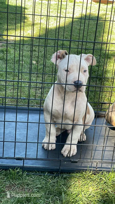 Three – American Bully puppy for sale in Lancaster, CA
