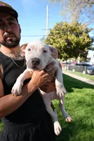 Three, a male American Bully for sale in Lancaster, CA – Photo 3 of 3